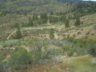Part way to the east side of the mountain, looking back, Oliver Mtn East Trail 2012-06.